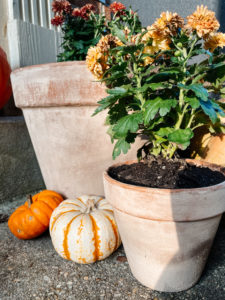 Check Out This Trick to Naturally Age Terracotta Pots