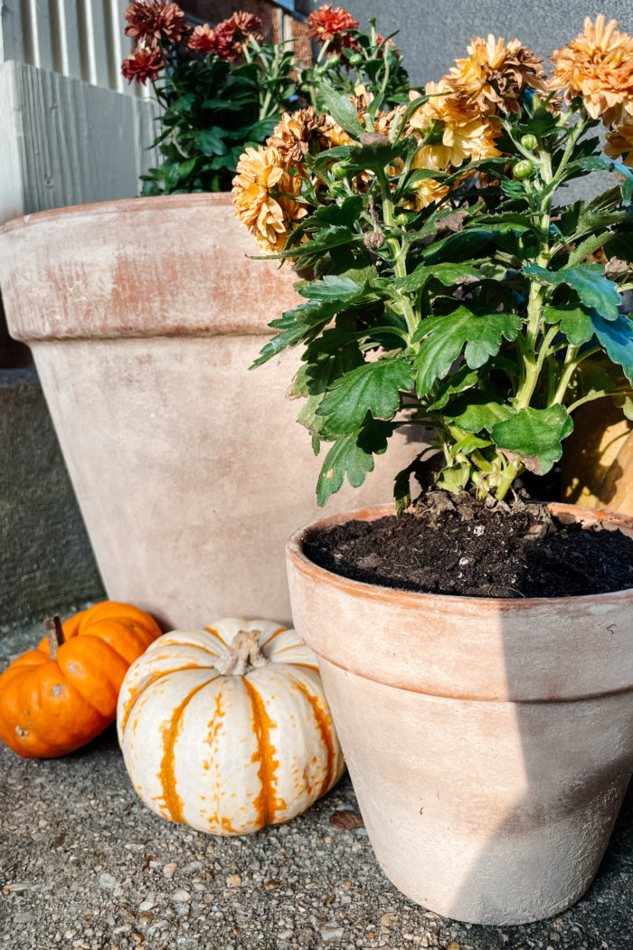 Check Out This Trick to Naturally Age Terracotta Pots